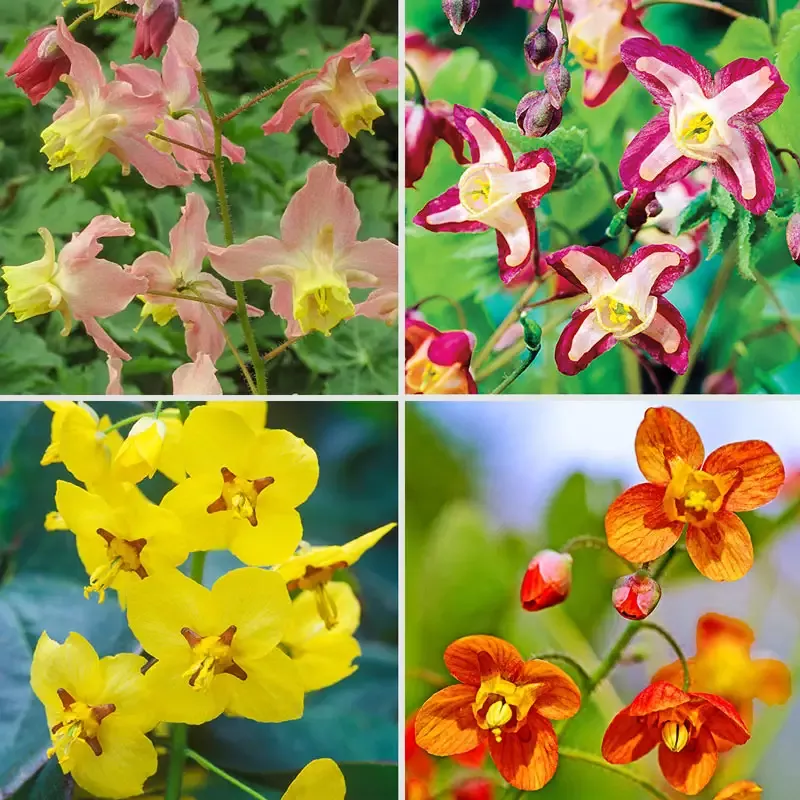 Fairy Wings Collection - Breck's Flower Bulbs