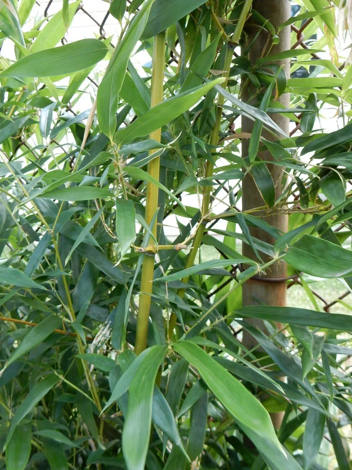 Fargesia Robusta