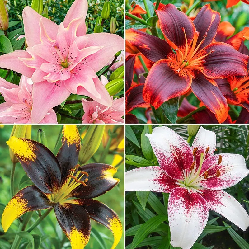 Favourite Lily Collection - Breck's Flower Bulbs