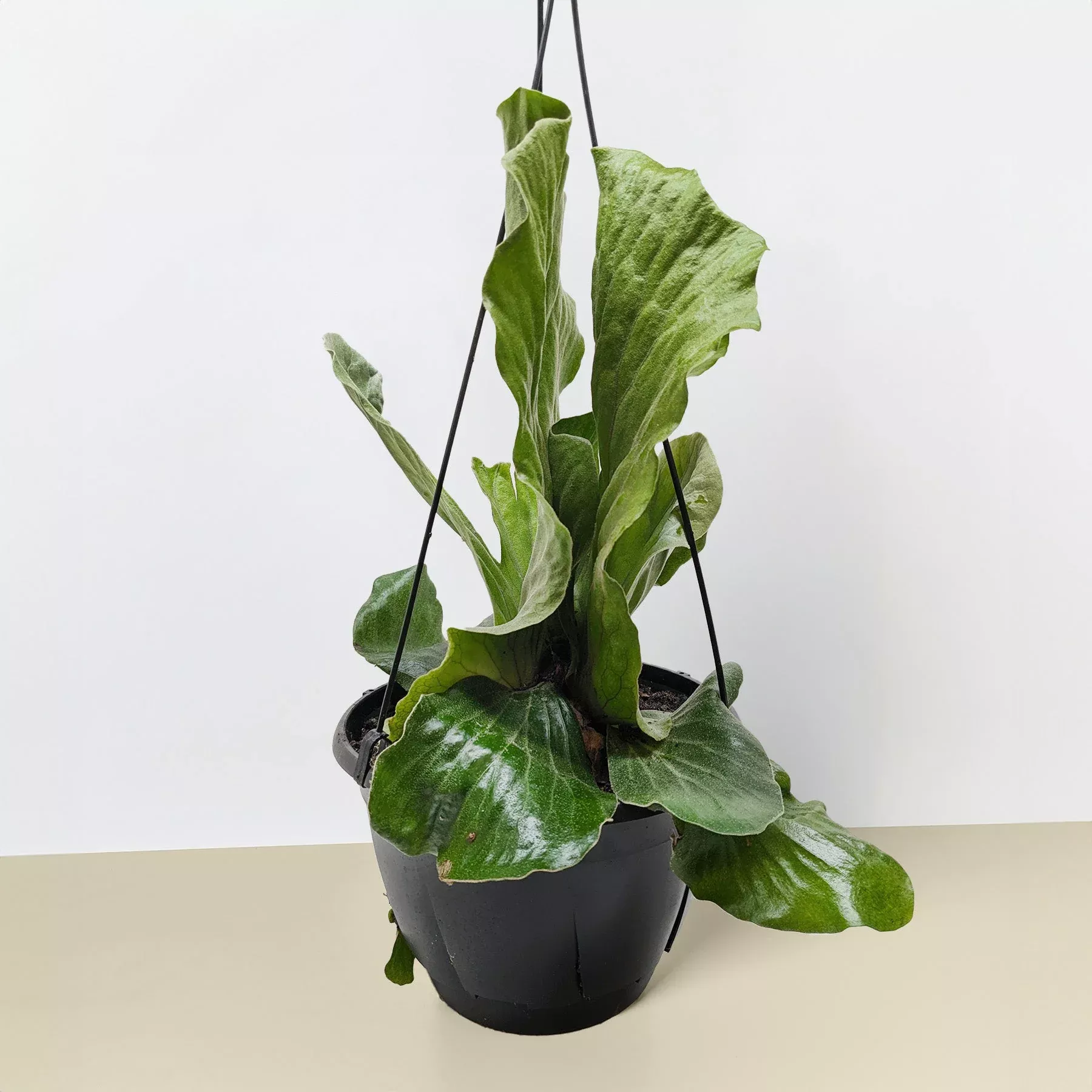 Fern 'Elephant'