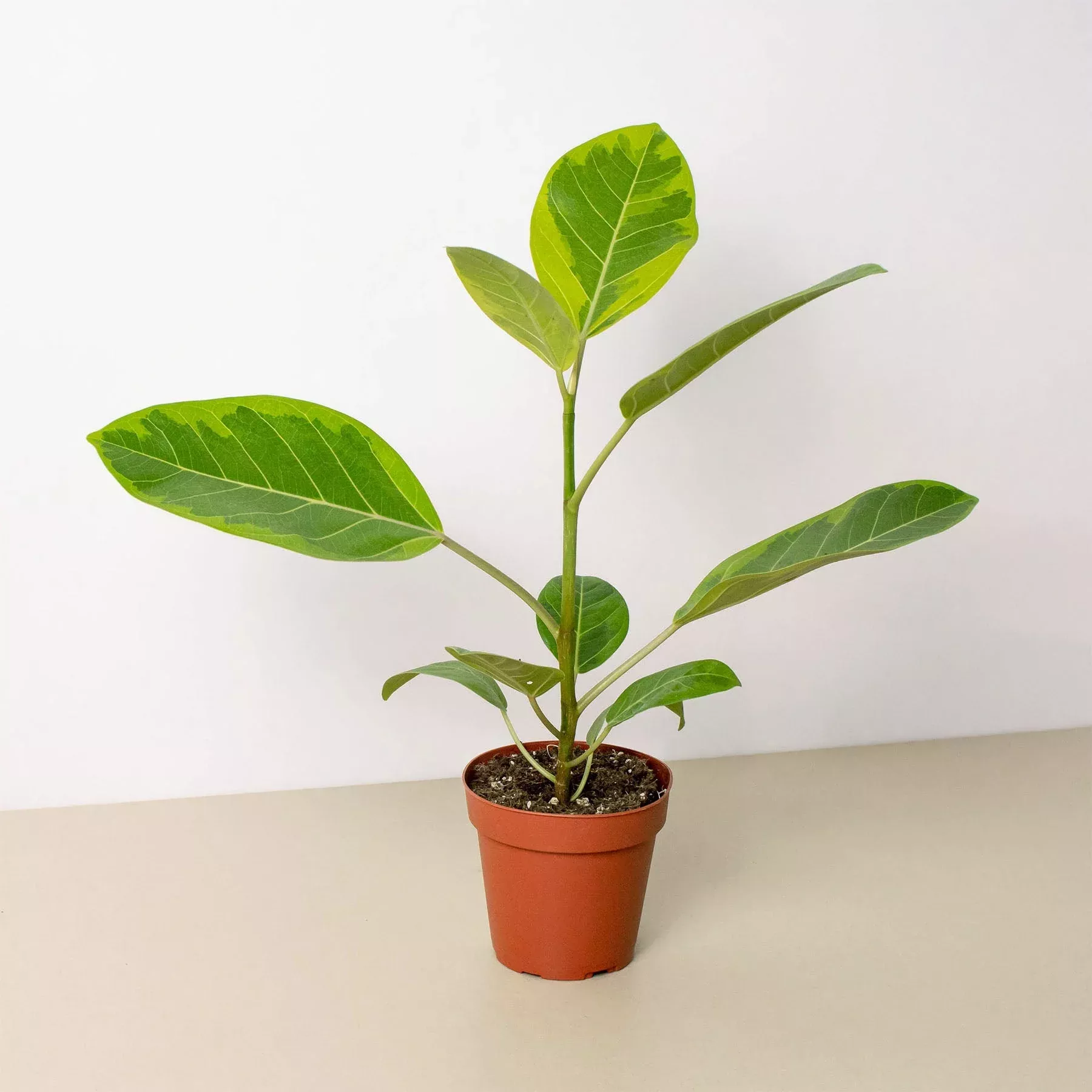 Ficus Altissima 'Yellow Gem'