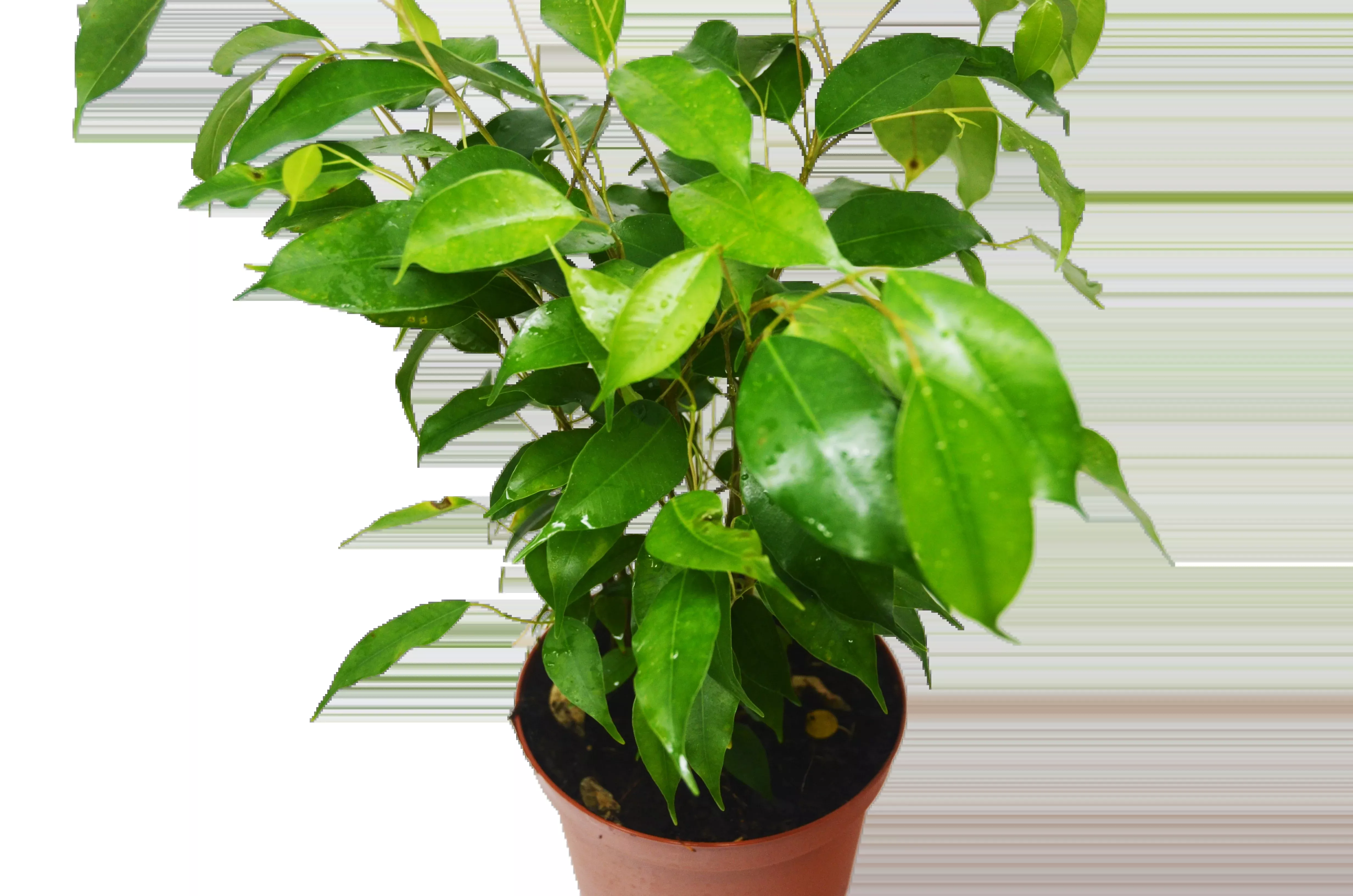 Ficus 'Benjamina'