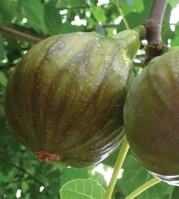 Fig Olympia Tree