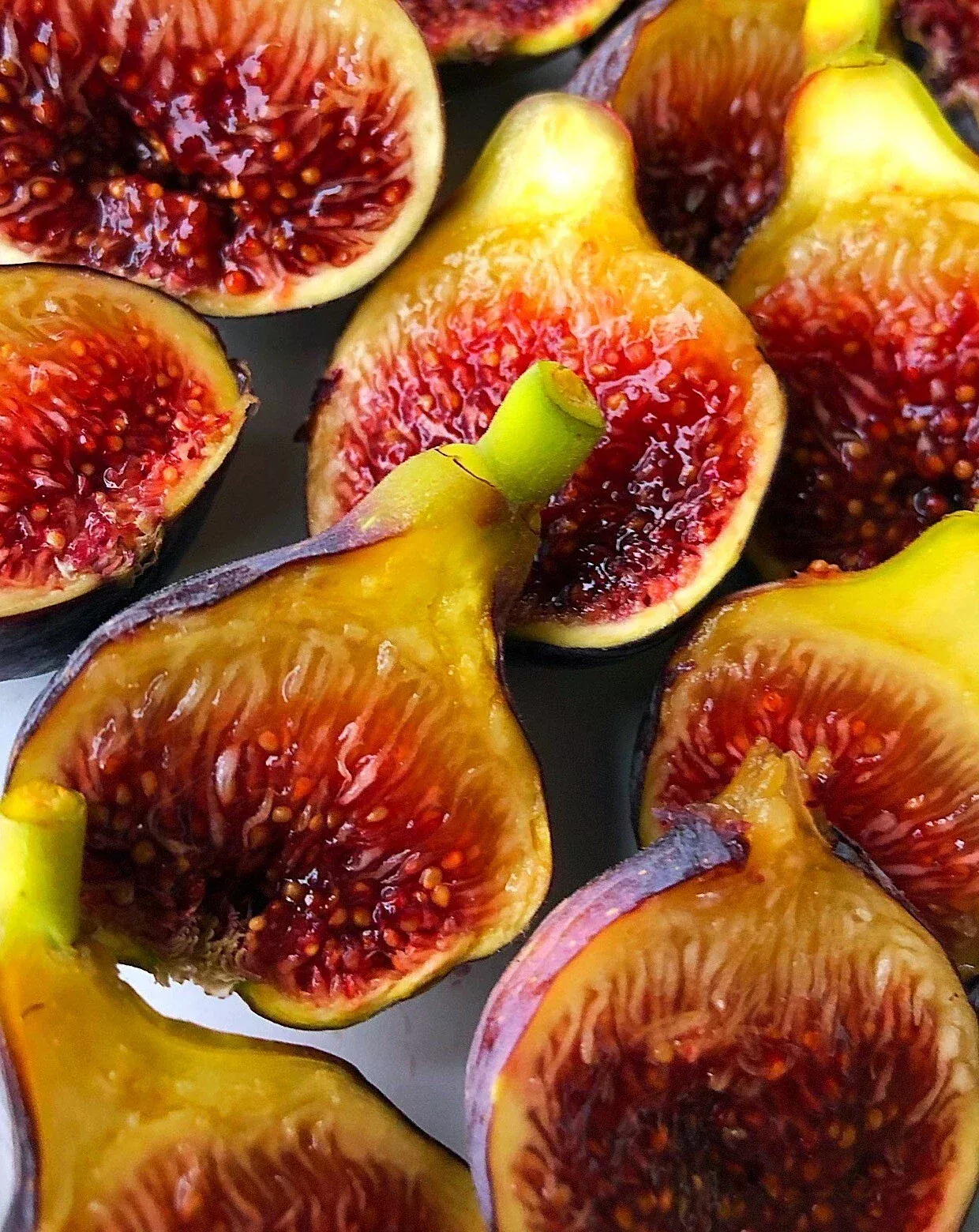Fignomenal Fig Plant - Edible Ficus carica for Home Gardens