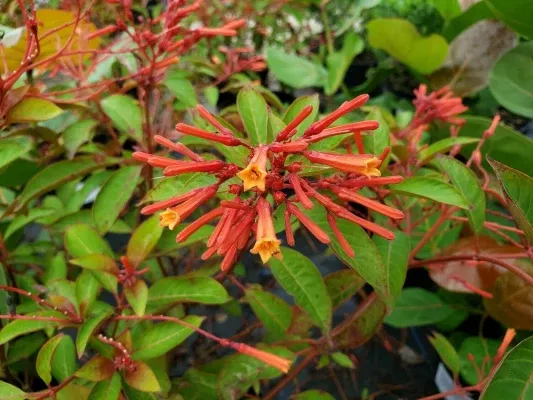 Firebush Compact Calusa