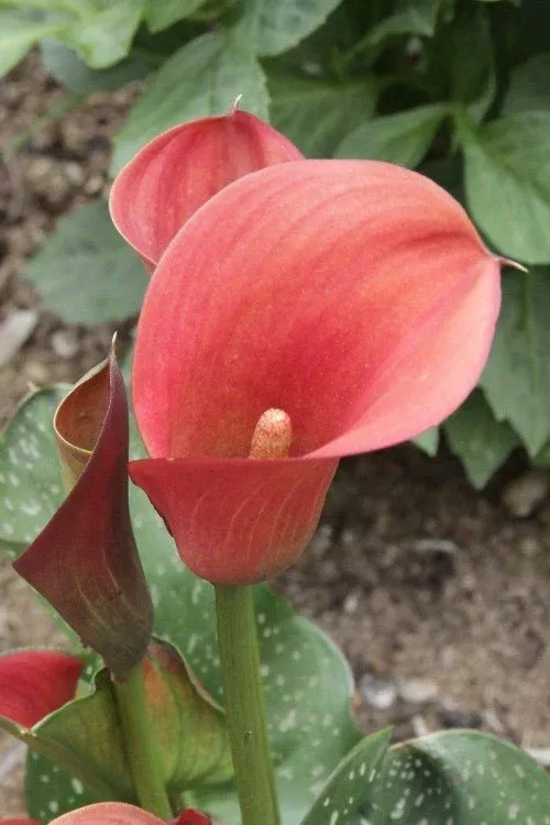 Flame - Calla Bulbs