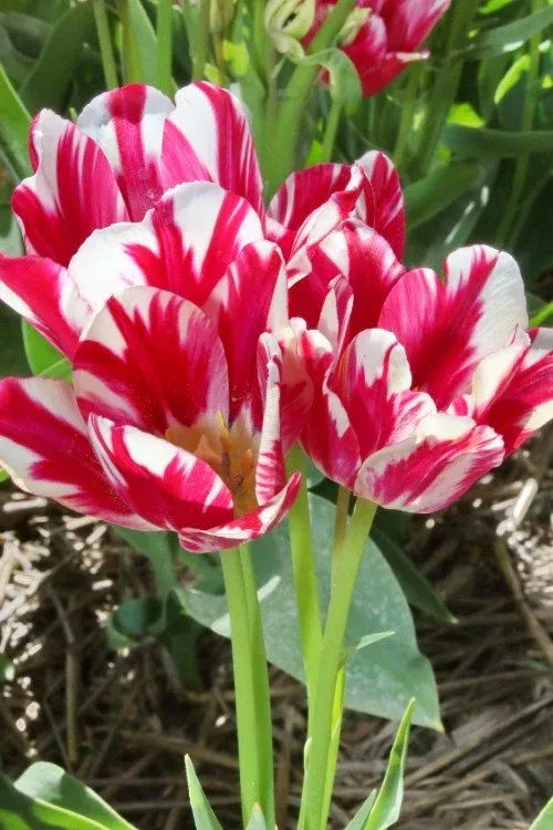 Flaming Club - Tulip Bulbs