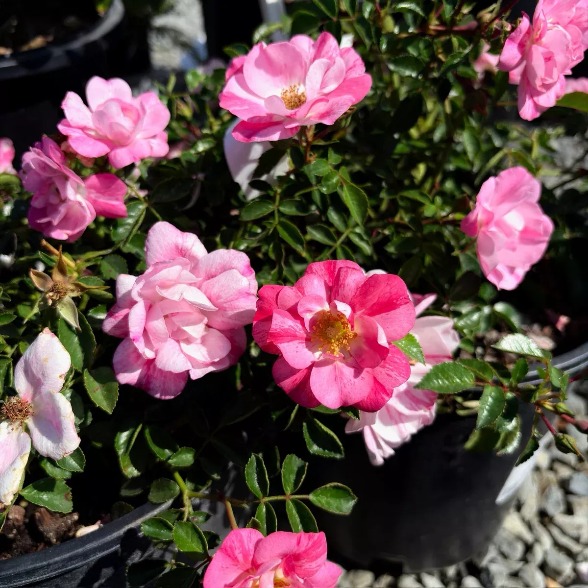 Flower Carpet Rosa
