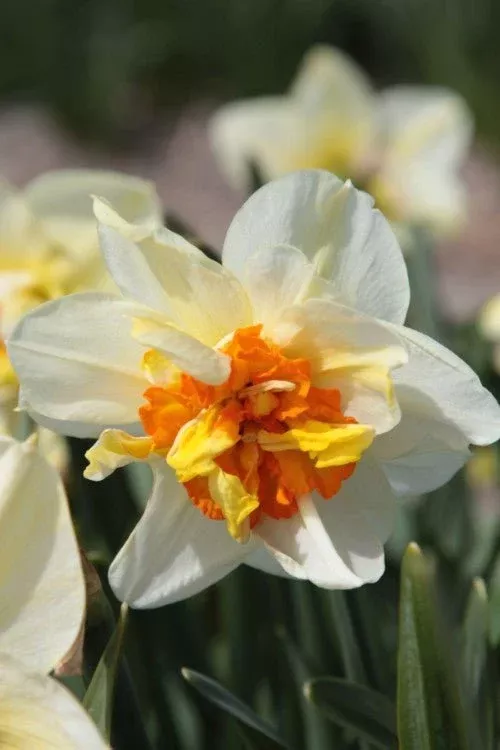 Flower Drift - Narcissus Bulbs