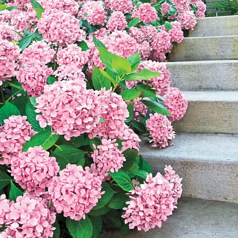 Forever Pink Hydrangea - Breck's Flower Bulbs