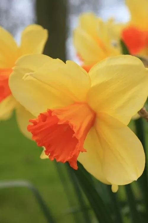 Fortissimo - Narcissus Bulbs