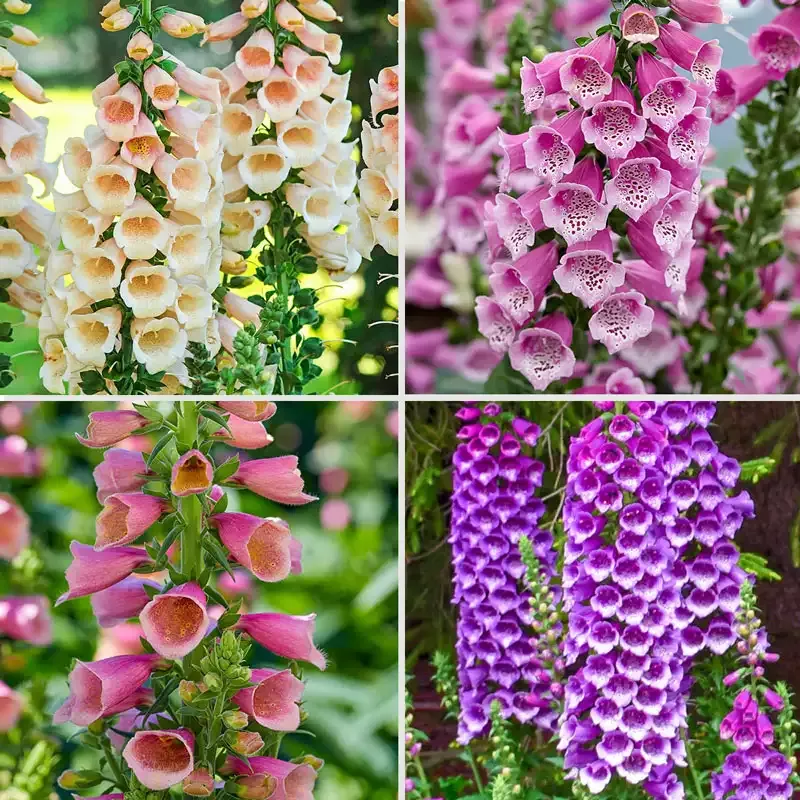 Foxglove Collection - Breck's Flower Bulbs