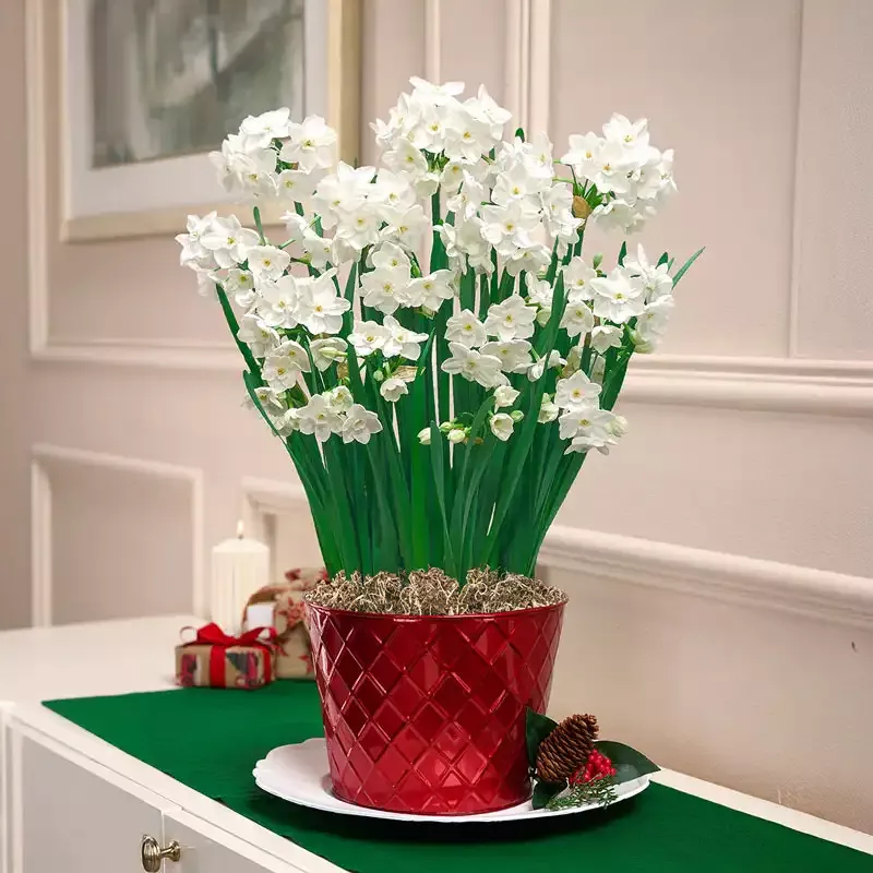 Fragrant Paperwhites - Breck's Flower Bulbs