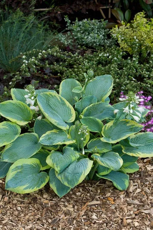 Frances Williams - Hosta Bulbs