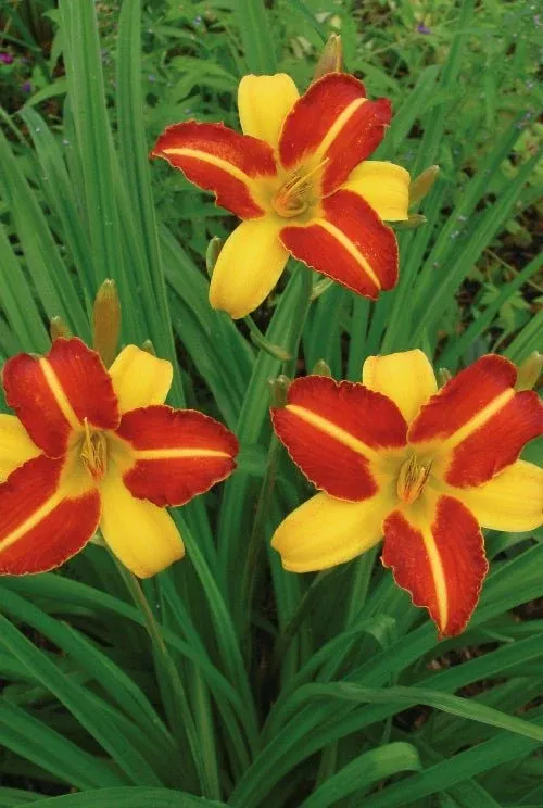 Frans Hals - Daylily Bulbs