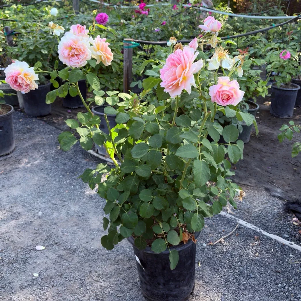 Fun In the Sun Rose