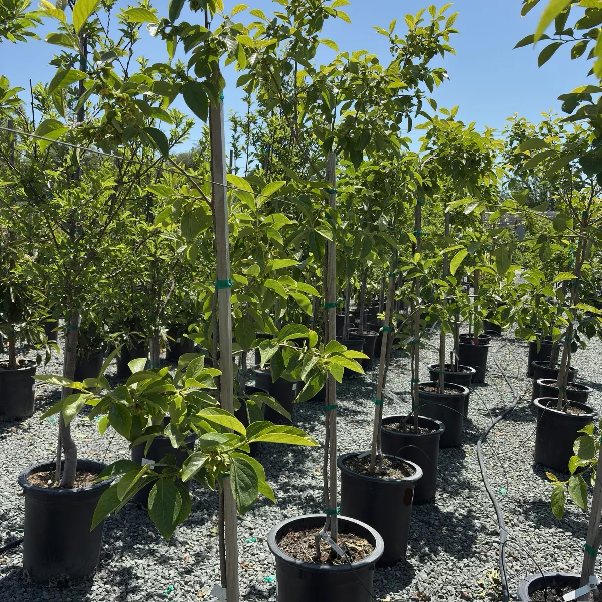 Fuyu Persimmon Tree