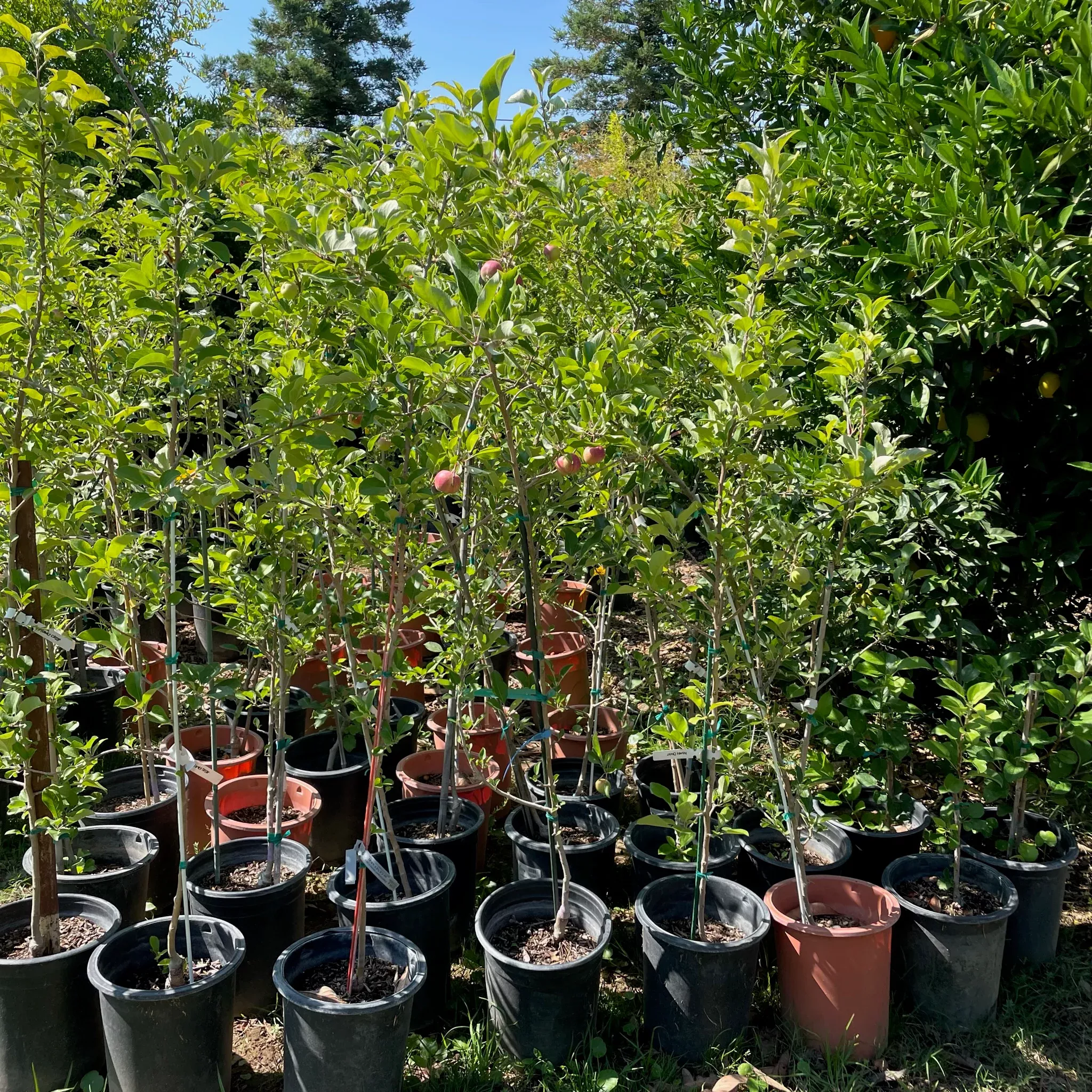 Gala Apple Tree