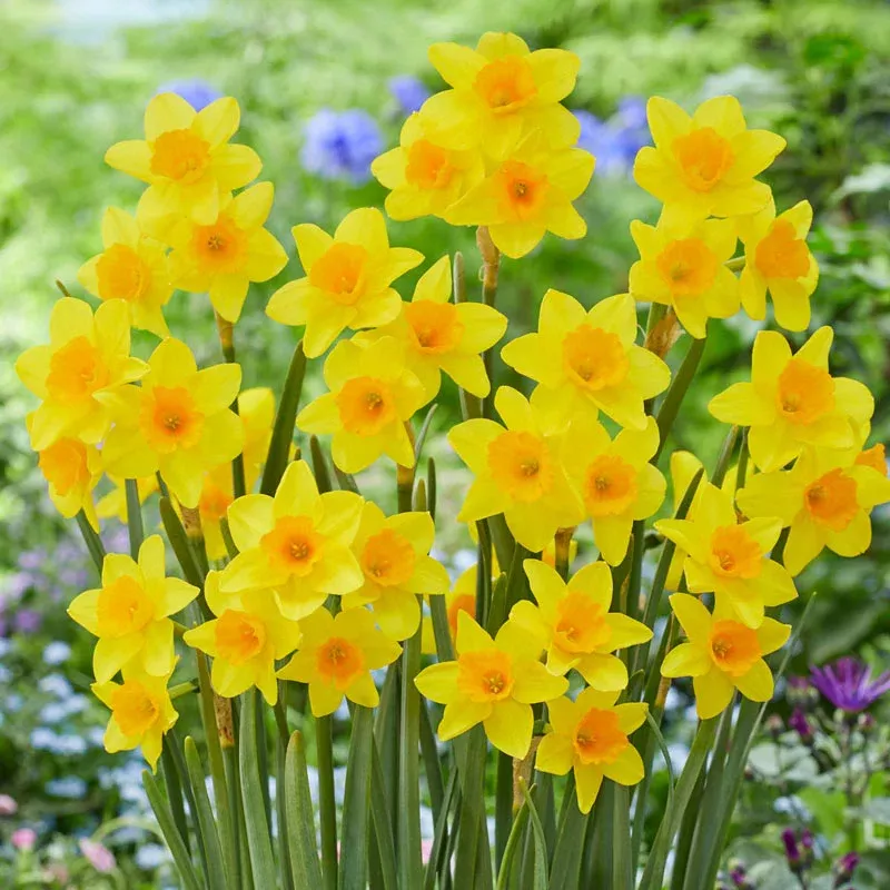 Garden Opera Daffodil - Breck's Flower Bulbs