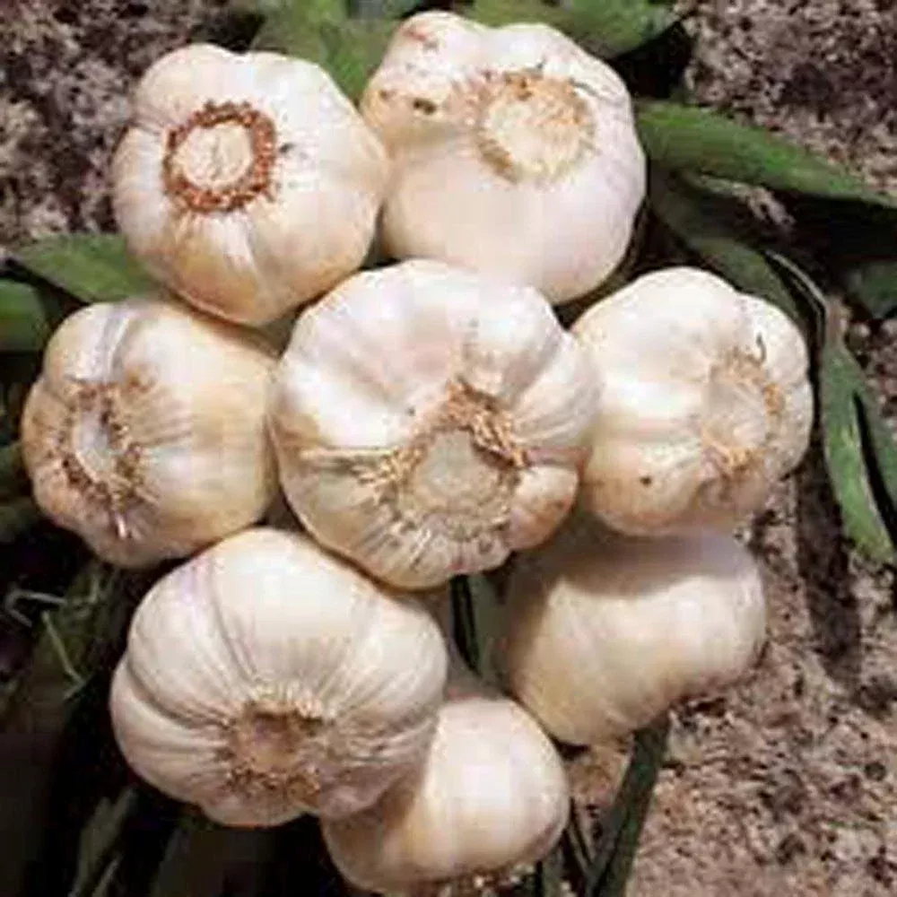 Garlic Bulbs 6 Pack