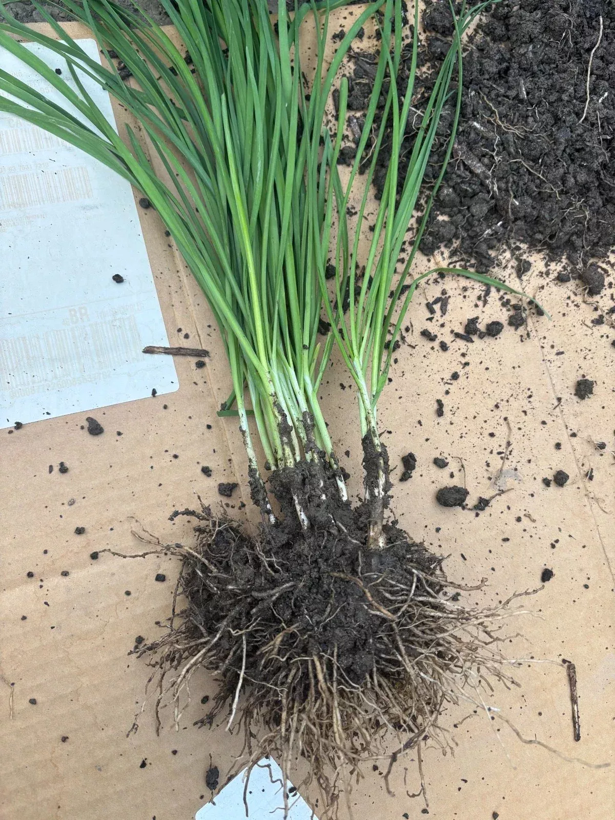 Garlic Chives Plants – 100 Live Bare Root Stalks