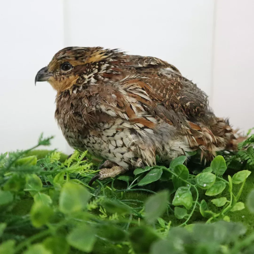 Georgia Giant Quail Hatching Eggs