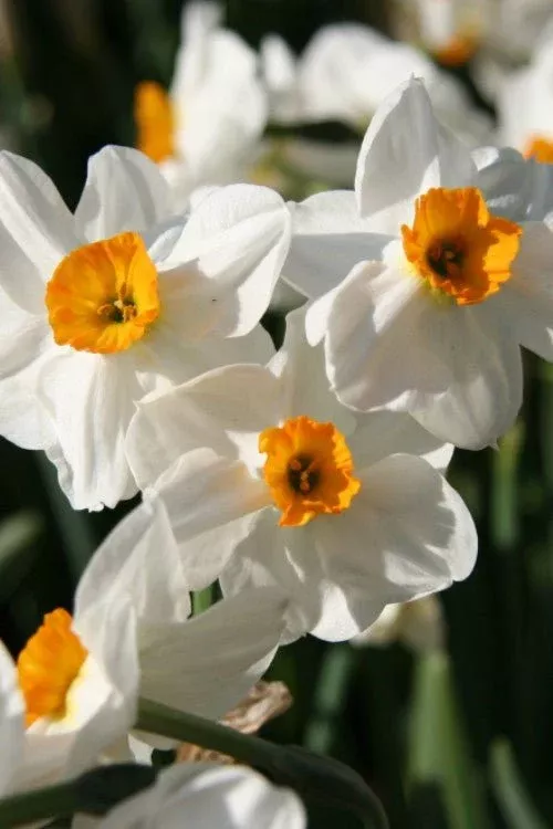 Geranium - Narcissus Bulbs