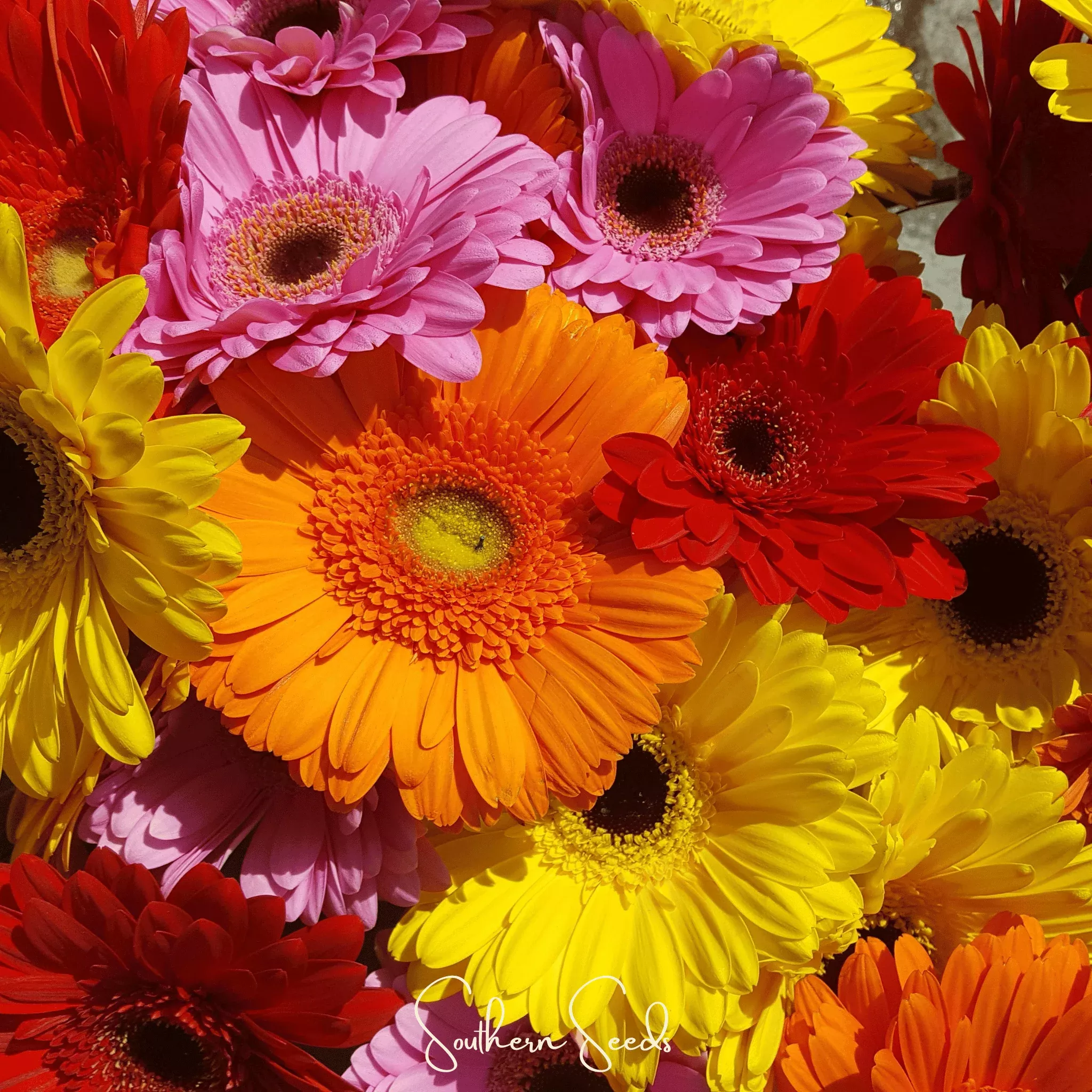 Gerbera Daisy Mix Seeds 20 Count