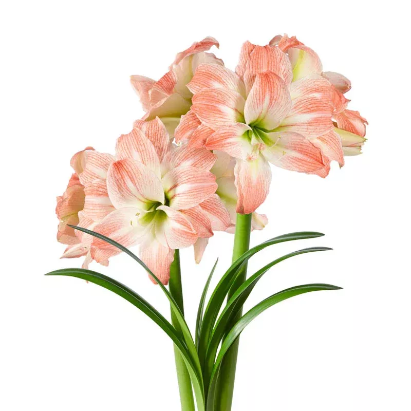 Giant Amadeus Amaryllis - Breck's Flower Bulbs