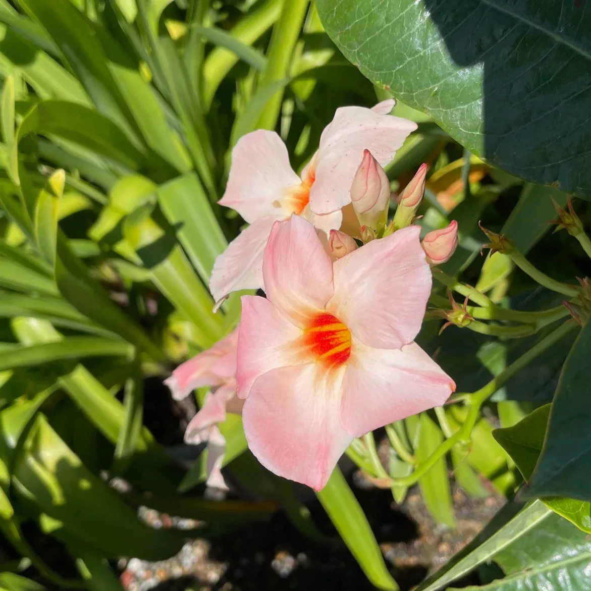 Giant Peach Sunrise Mandevilla