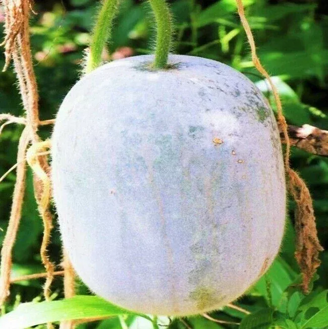 Giant White Skin Winter Melon Seeds