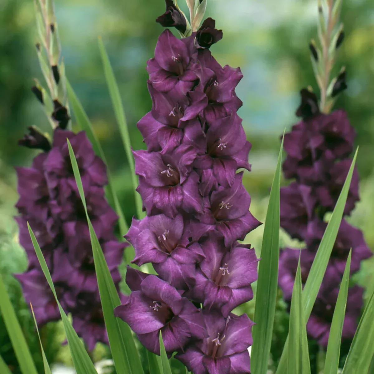 Gladiolus - Large Flowering Purple Flora
