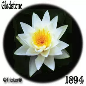 ‘Gladstone’ Hardy Water Lily — 1894