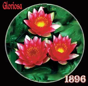 ‘Gloriosa’ Hardy Water Lily