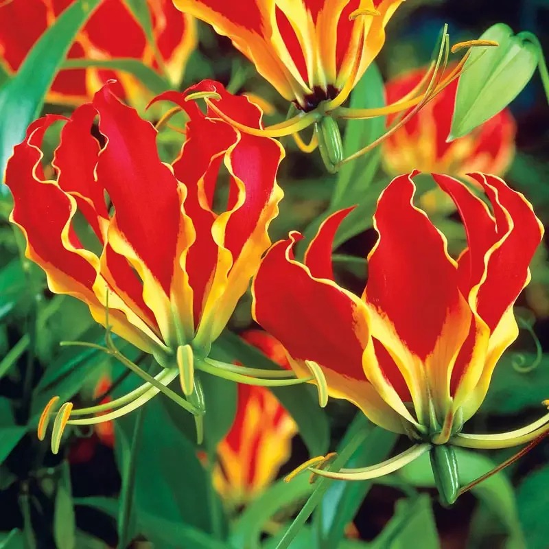 Gloriosa Lily - Breck's Flower Bulbs