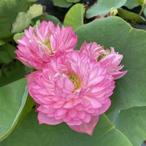 ‘Glowing Queen’ Dwarf Lotus