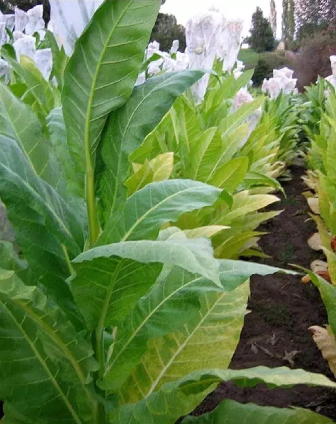 Golden Burley Tobacco Seeds 100 Count TX Grown