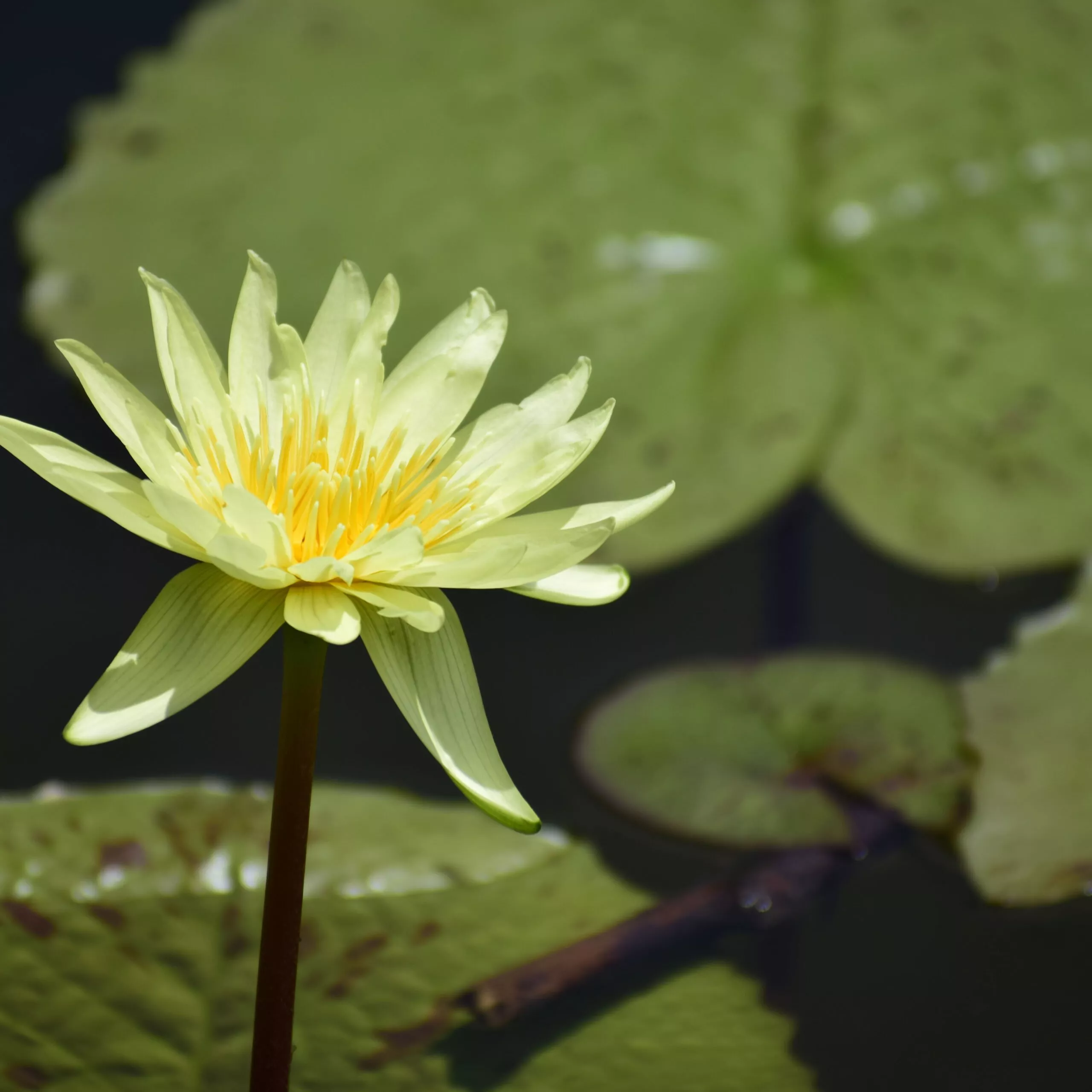‘Golden Fascinator’ Tropical Water Lily