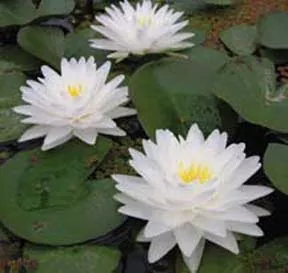 ‘Gonnere’ Hardy Water Lily