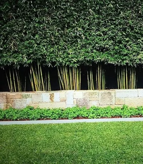 Graceful Bamboo