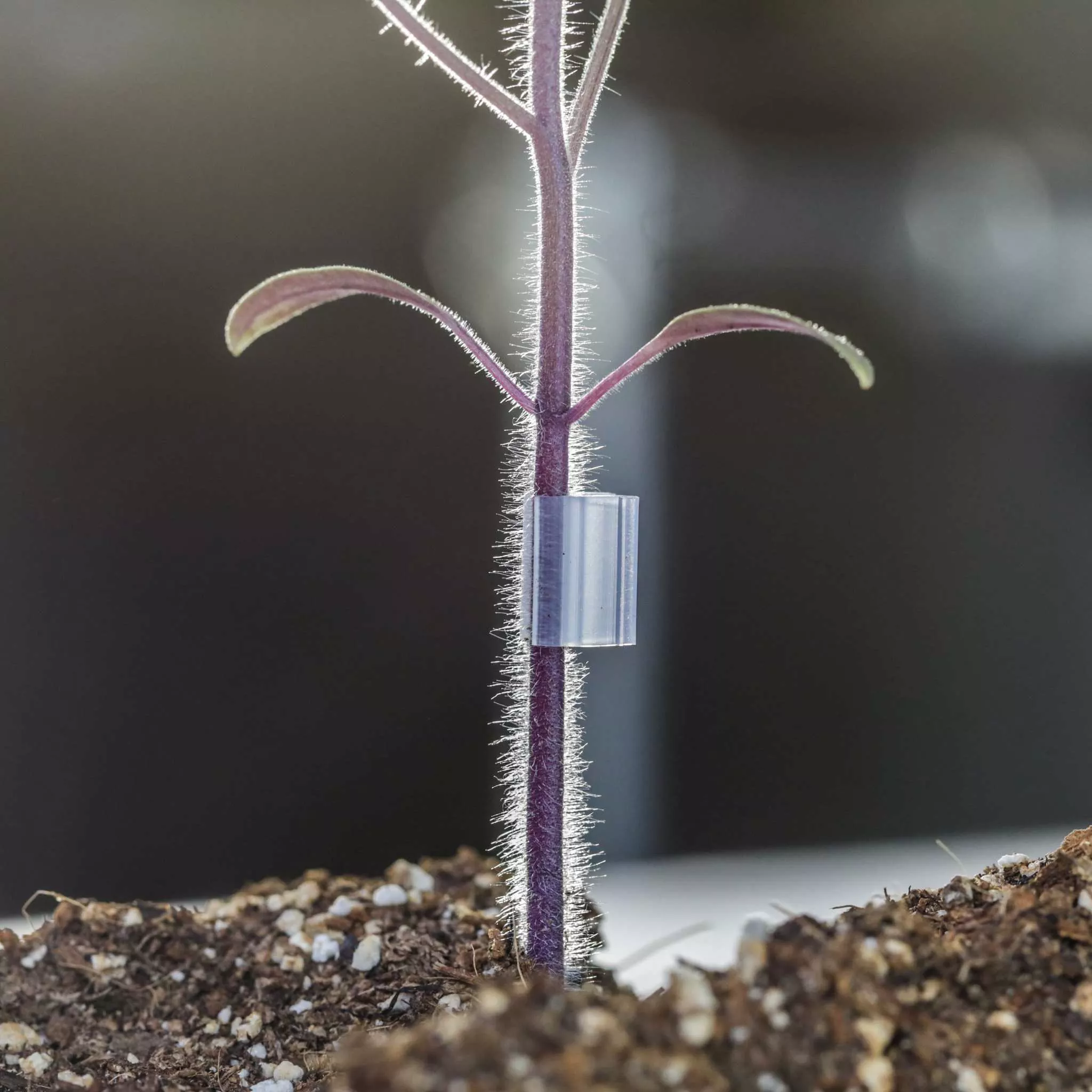 Grafting Clips with Channel