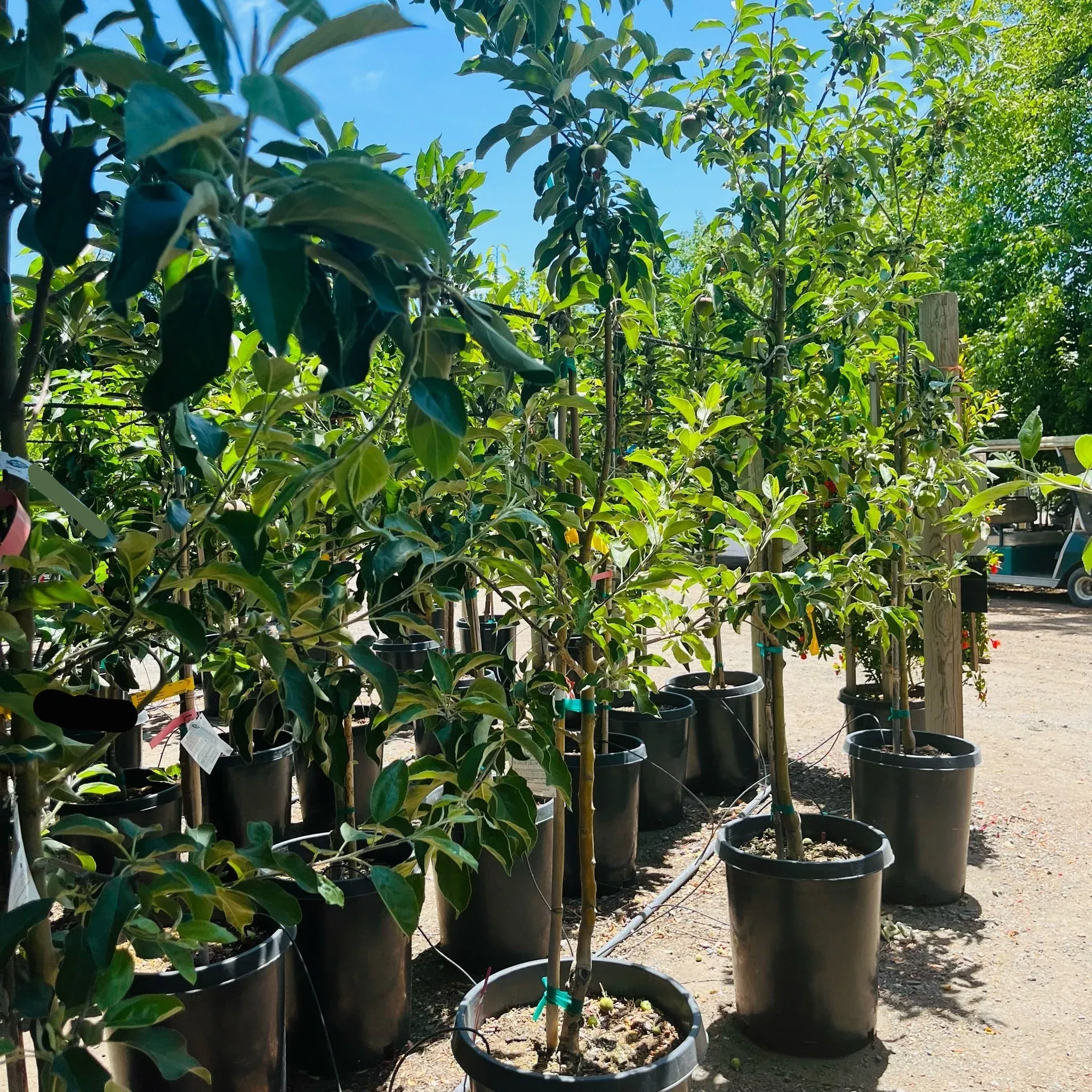 Granny Smith Apple Tree