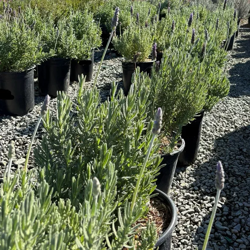 Gray French Lavender