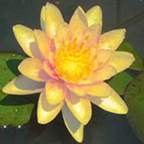 ‘Graziella’ Hardy Water Lily
