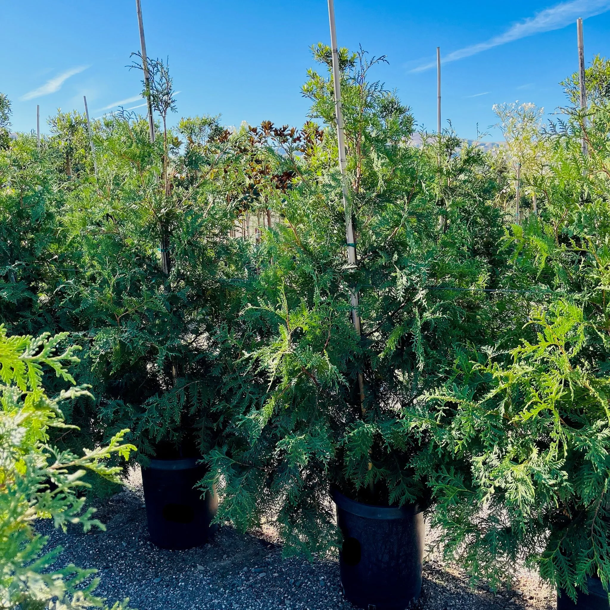 Green Giant Western Red Cedar