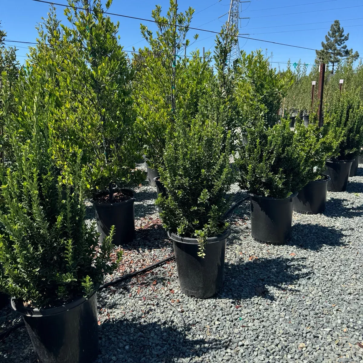 Green Spire Euonymus