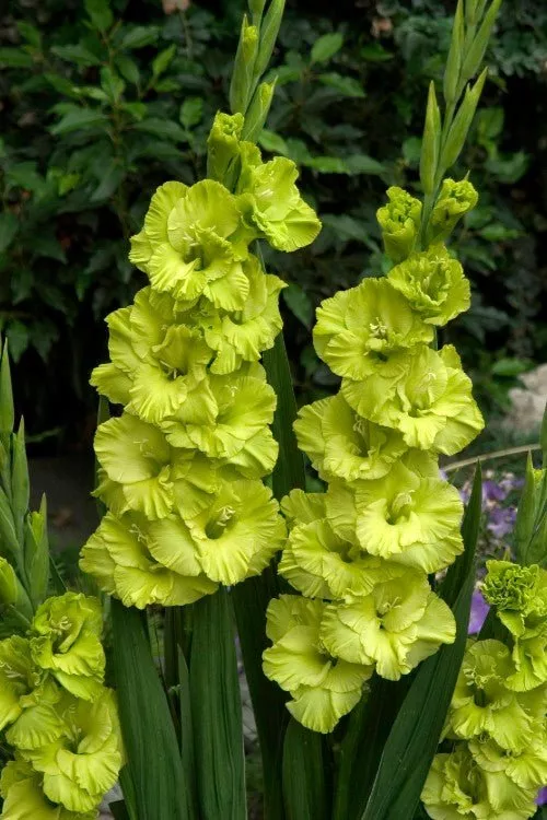 Green Star - Gladiolus Bulbs