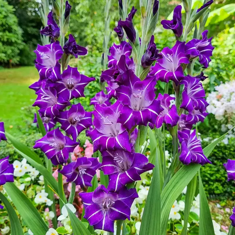 Hallowy Gladiolus - Breck's Flower Bulbs