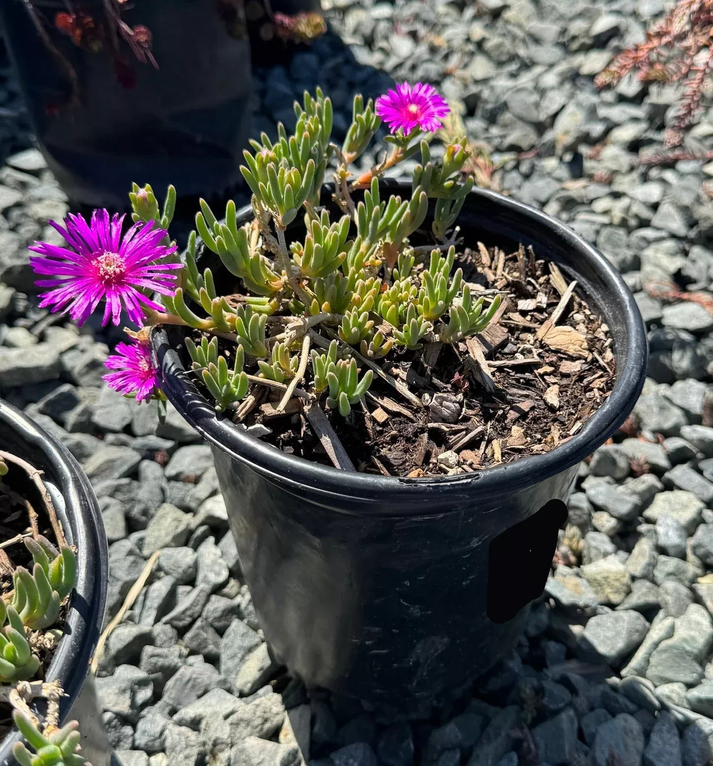 Hardy Ice Plant