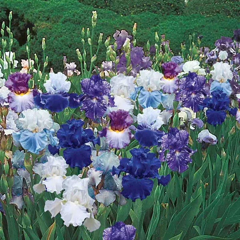 Heavenly Blues Bearded Iris Mixture - Breck's Flower Bulbs